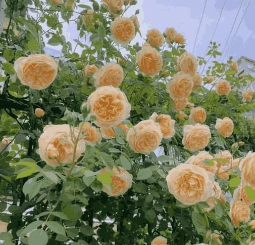 Elegant Rose Trellis 🌷 Vine Seeds for Gardens 🌞