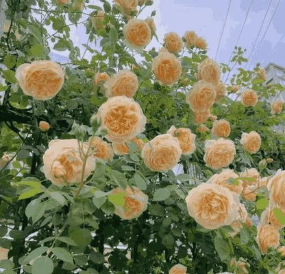 Elegant Rose Trellis 🌷 Vine Seeds for Gardens 🌞
