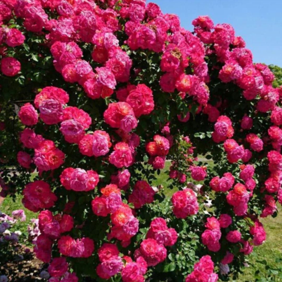 Elegant Rose Trellis 🌷 Vine Seeds for Gardens 🌞
